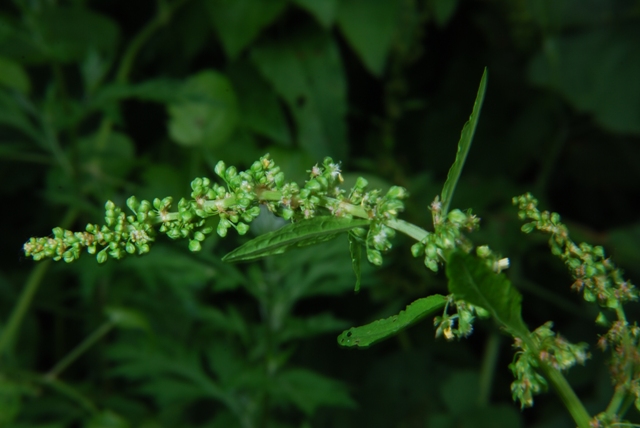 Chenopodium